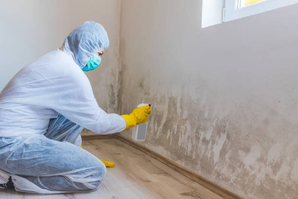 Licensed Black Mold Removal service in Port Jefferson, NY - WQB Mold Removal