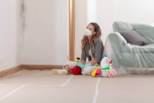 Reliable Black Mold Removal contractor in Port Jefferson, NY by WQB Mold Removal
