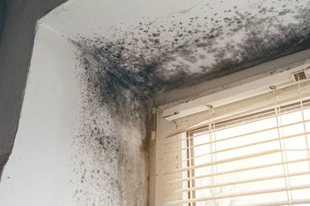 Affordable Black Mold Removal solutions in Port Jefferson, NY